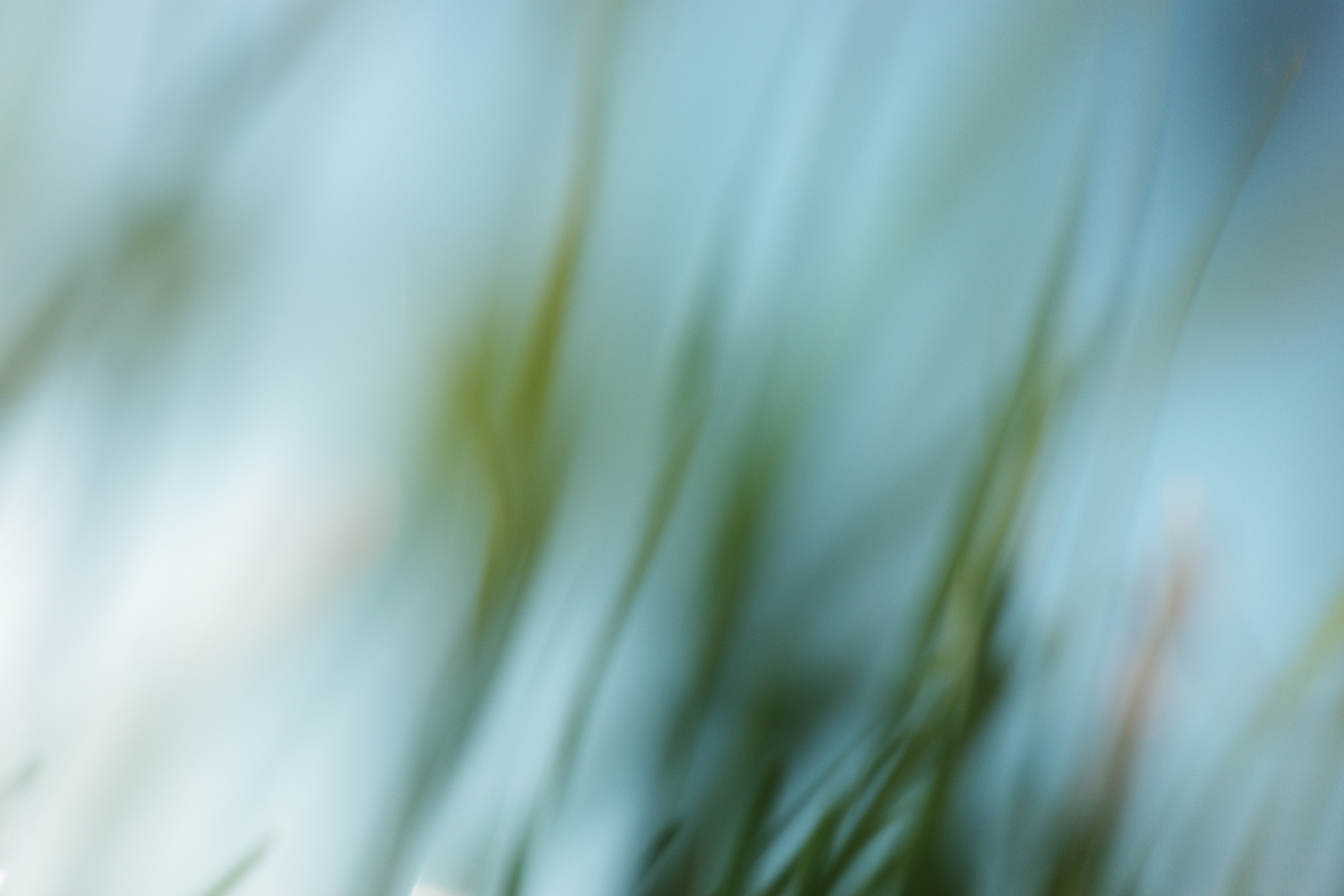 植え込み突っ込み