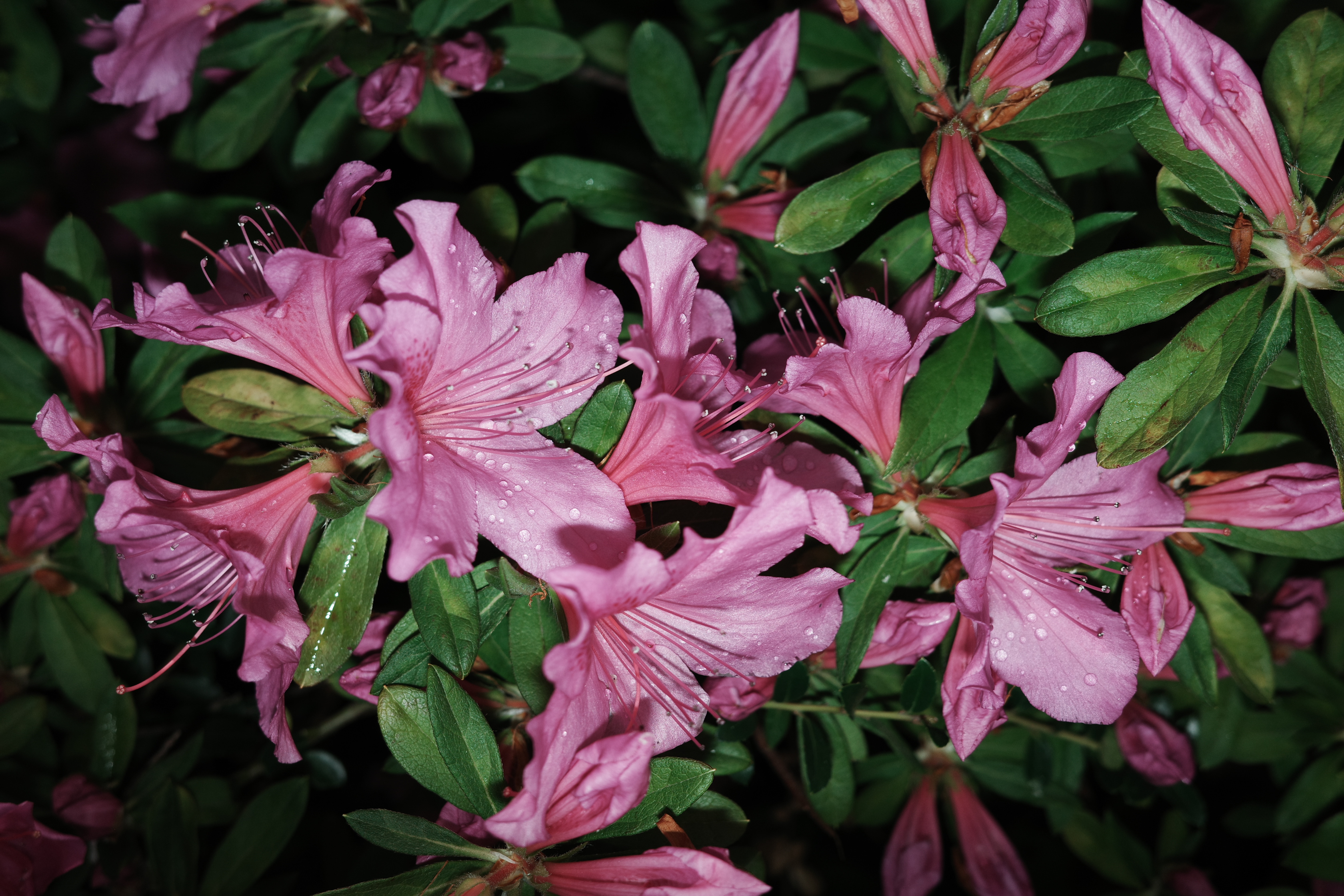 躑躅の画数すごい