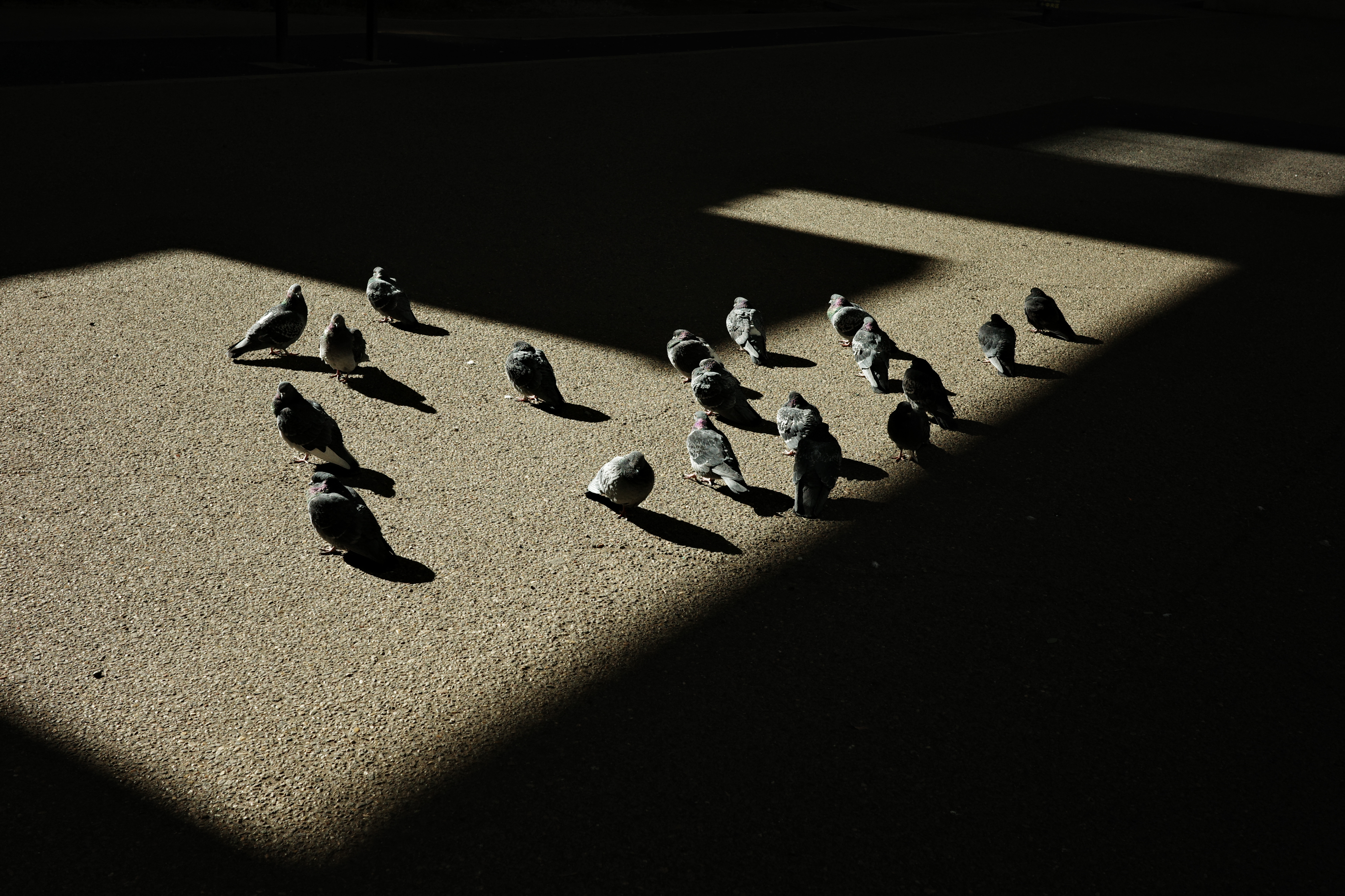 太陽大好きマンのみなさん